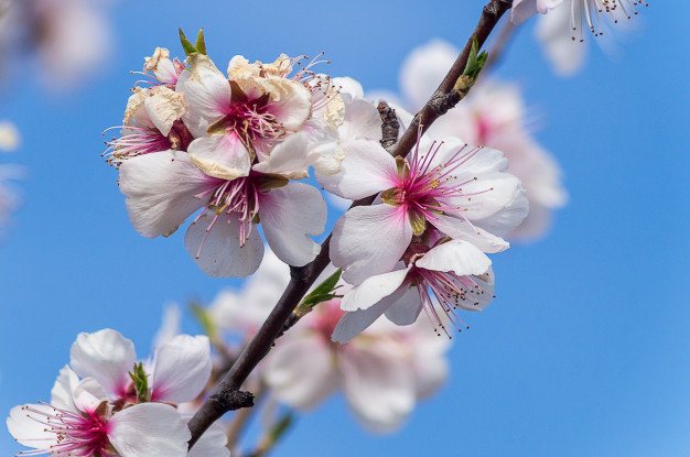 amendoa em flor