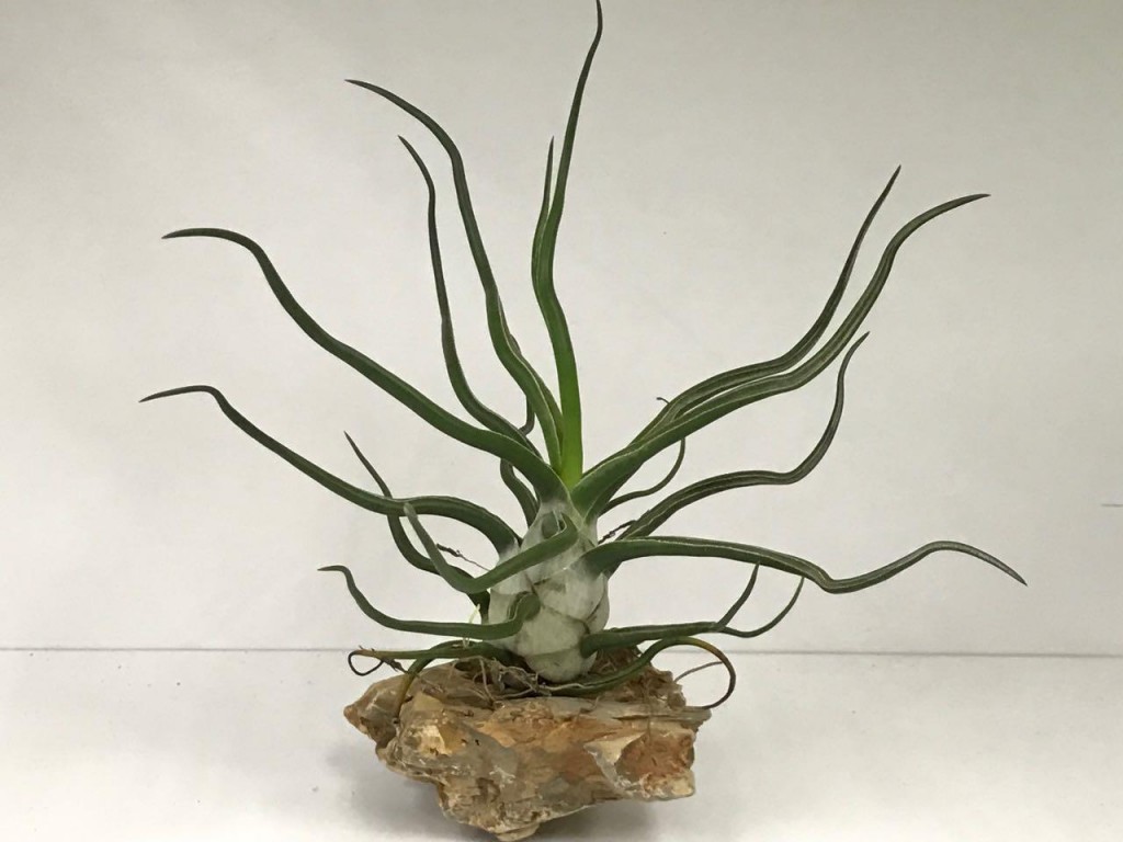 ar bulbosa como cultivar