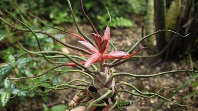 ar bulbosa como plantar