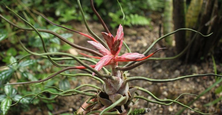 ar bulbosa como plantar