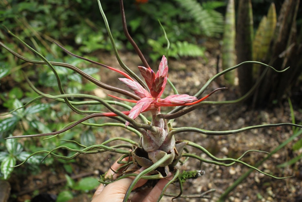 ar bulbosa como plantar