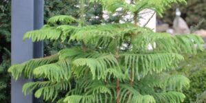 araucaria