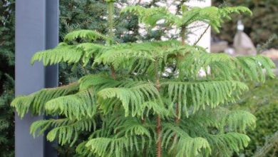 araucaria