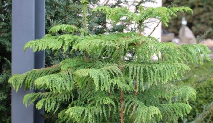araucaria