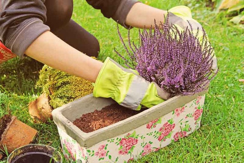 arbusto de urze como plantar