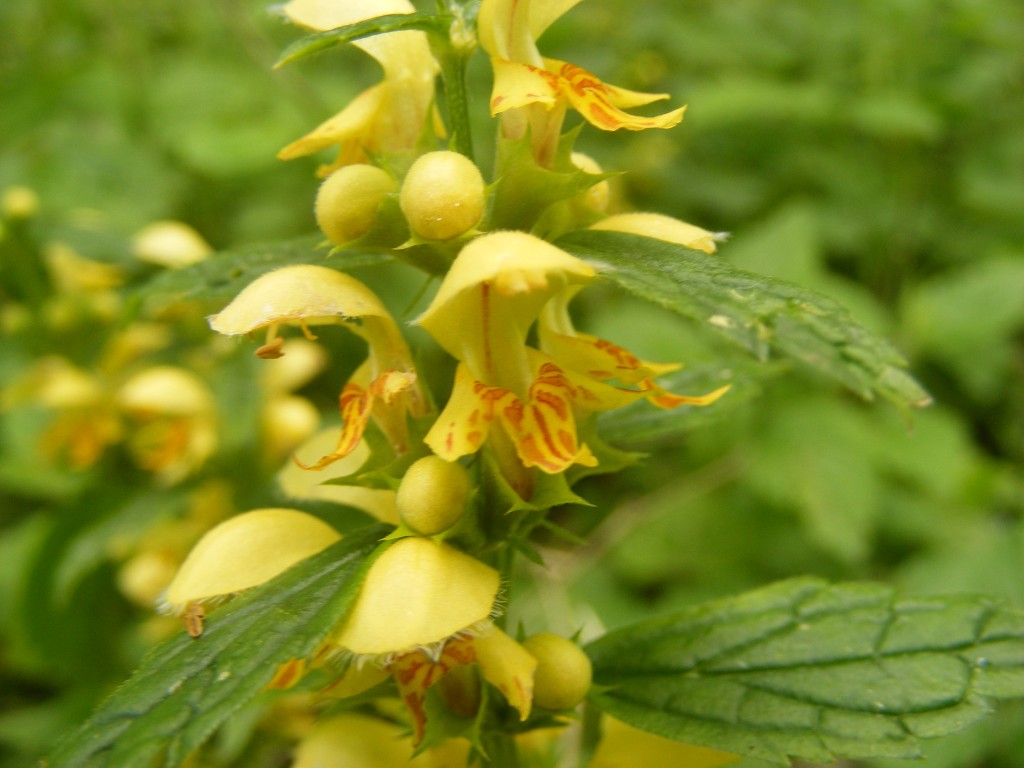 arcanjo amarelo como plantar