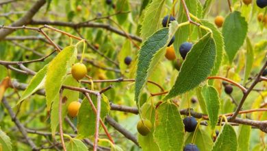arvore de hackberry
