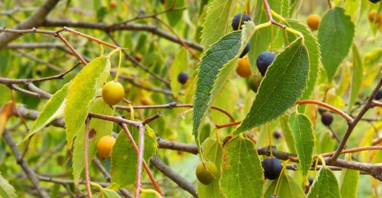 arvore de hackberry