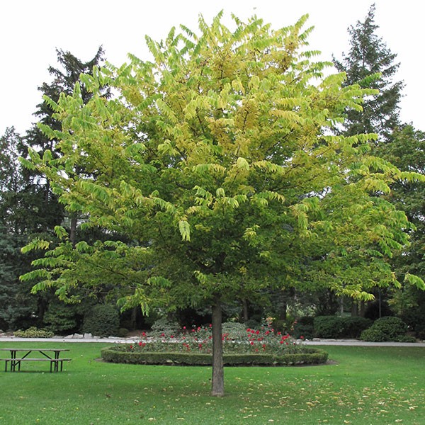 arvore de hackberry como plantar