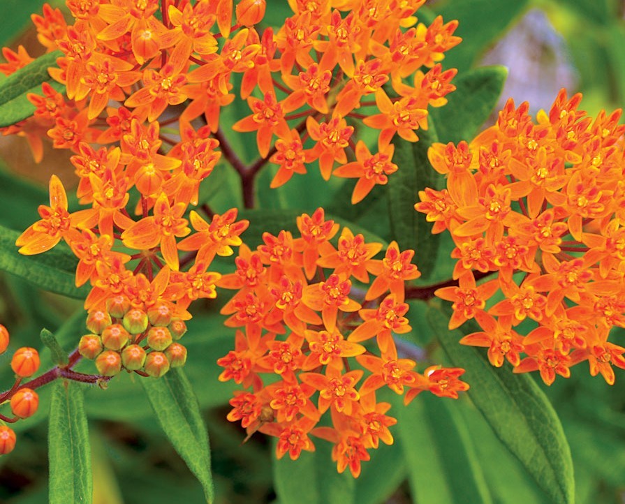 asclepias como plantar