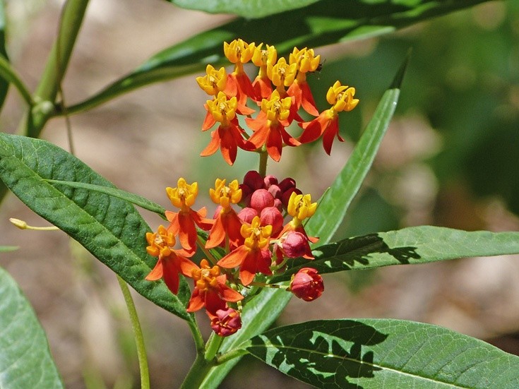 asclepias