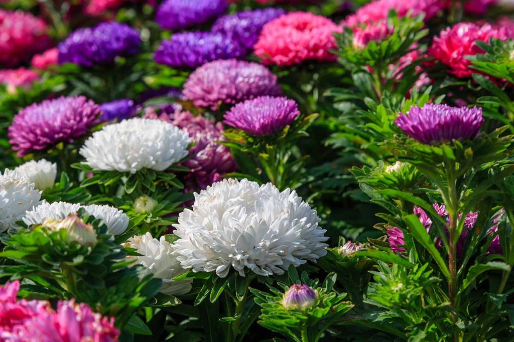 aster da china como plantar