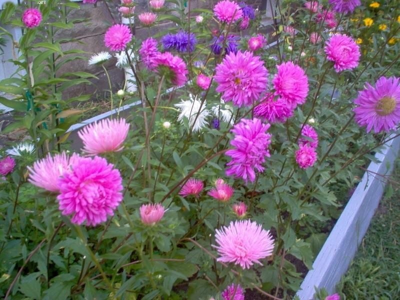 aster da china