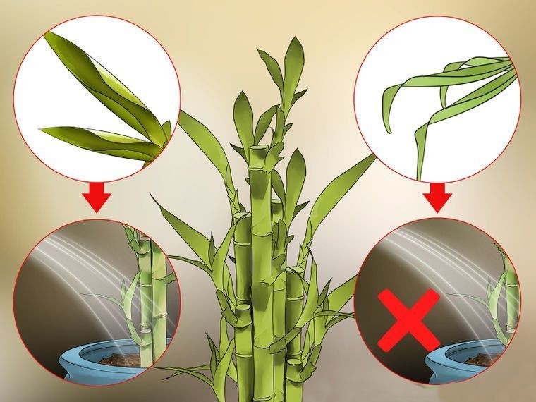 bambu da sorte como plantar