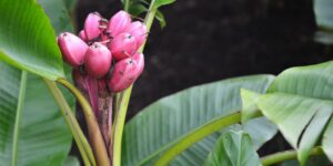 bananeiras de veludo rosa