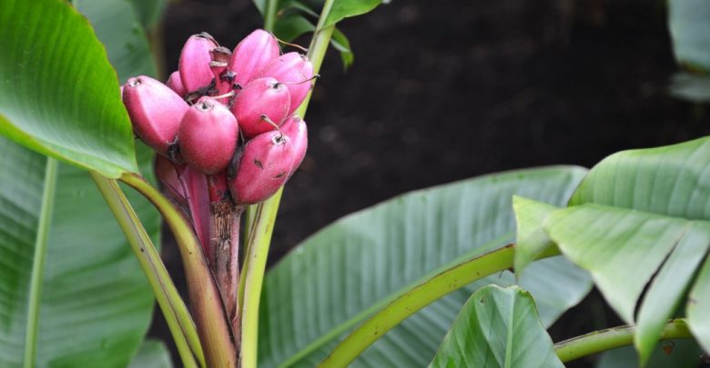 bananeiras de veludo rosa