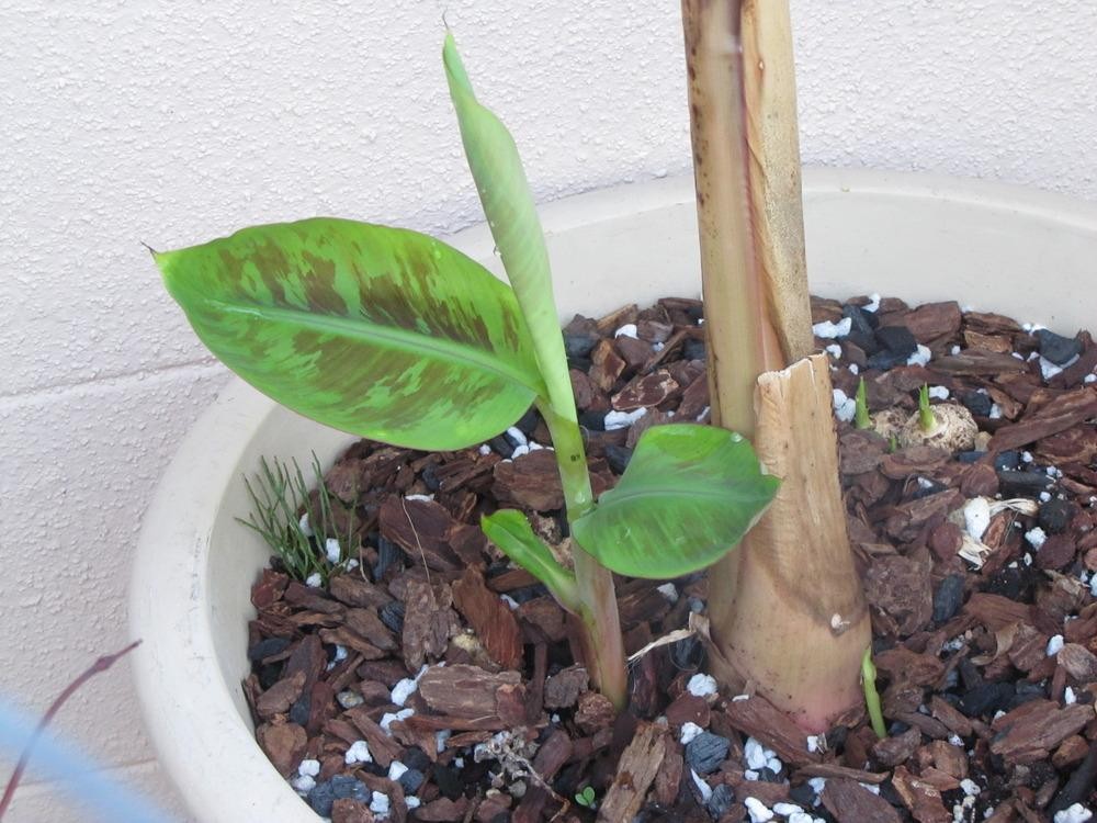 bananeiras de veludo rosa como plantar