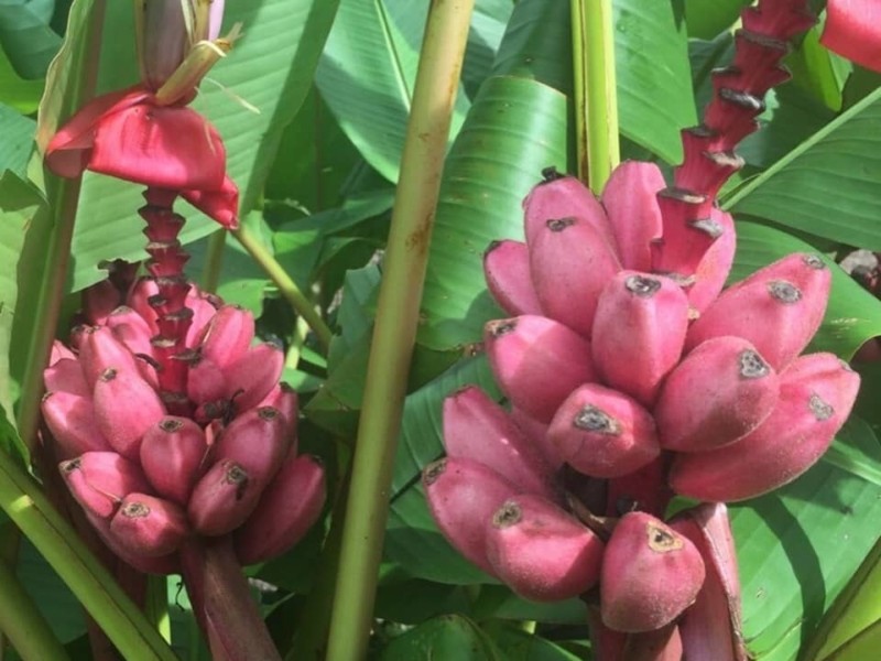 bananeiras de veludo rosa cultivo