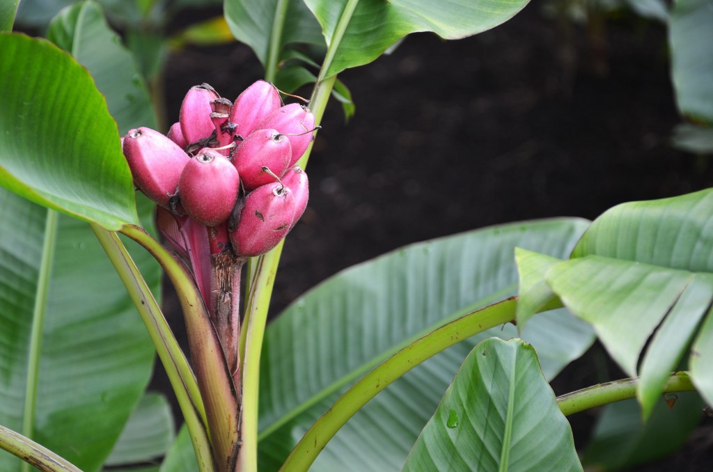 bananeiras de veludo rosa