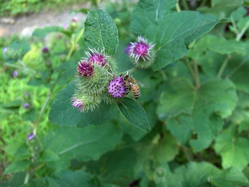 bardana como plantar