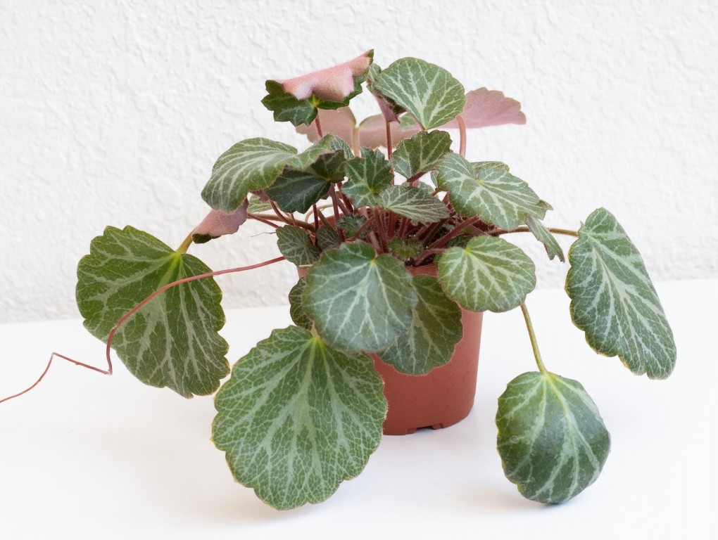 begonia morango como plantar