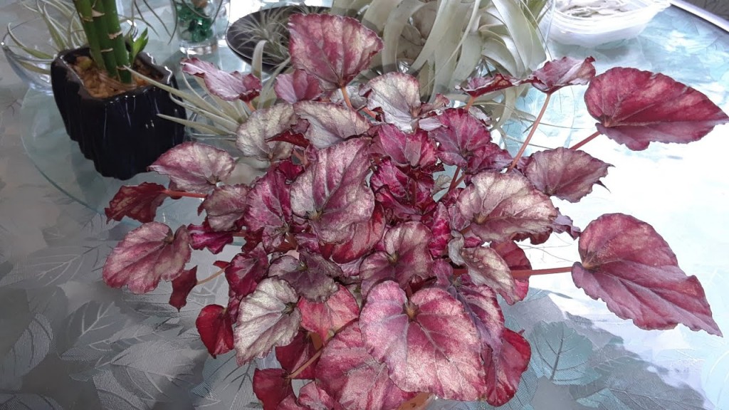 begonia rex como plantar