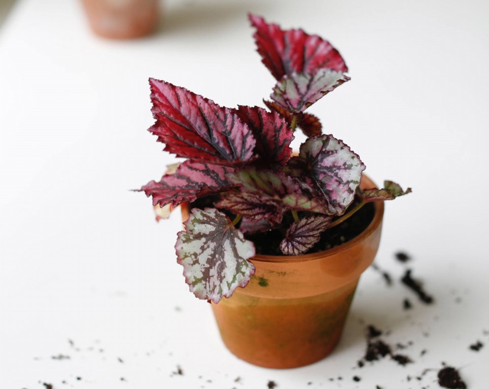 begonia rex