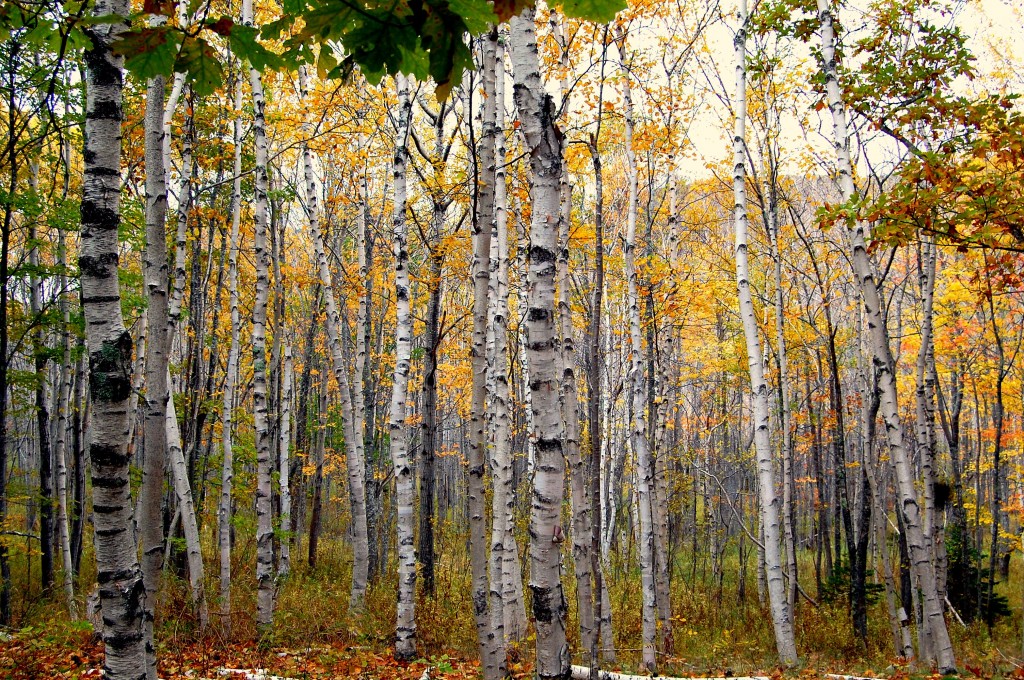 betula de papel como plantar