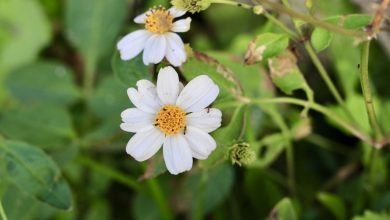 bidens como plantar