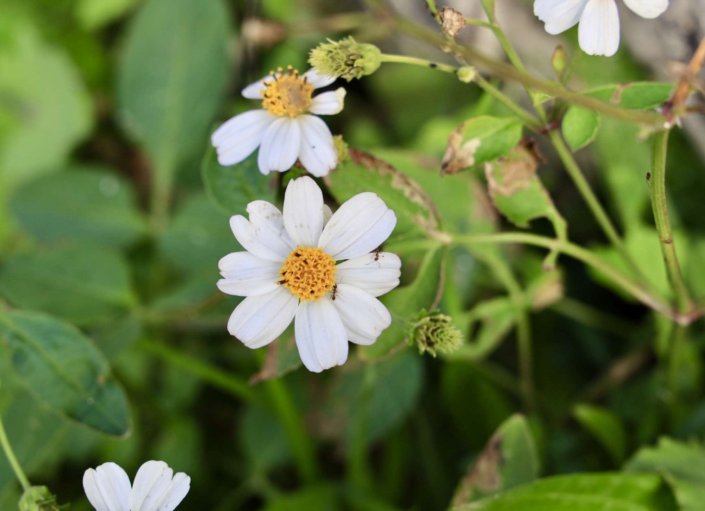 bidens como plantar