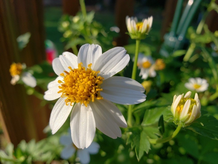 bidens poda