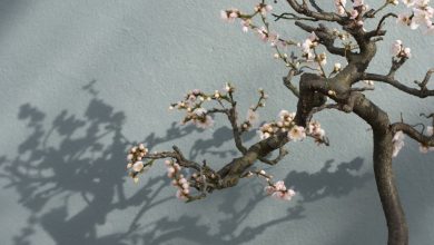 bonsai da cerejeira como plantar
