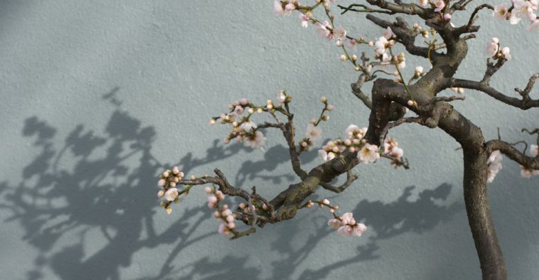 bonsai da cerejeira como plantar