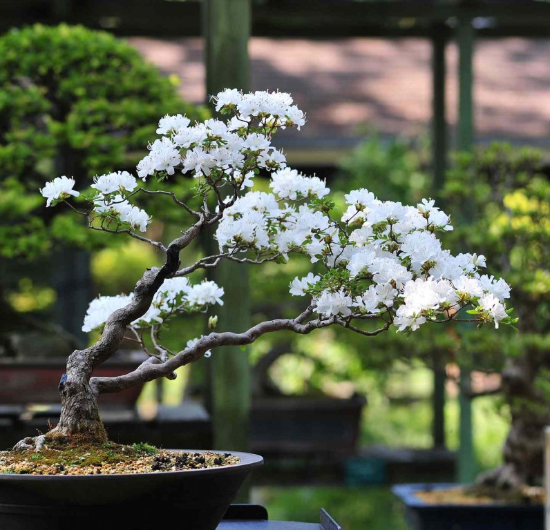 bonsai da cerejeira