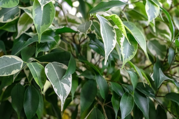 borracha variegada