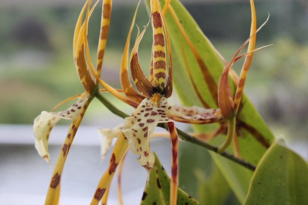 brassia