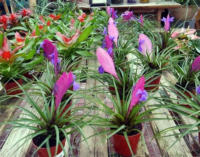 bromelia tillandsia como plantar