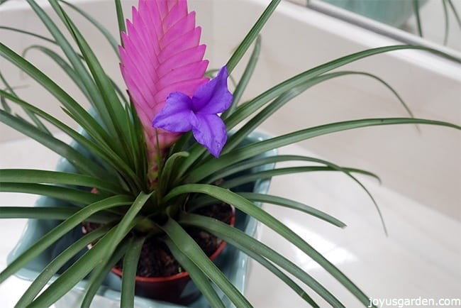 bromelia tillandsia