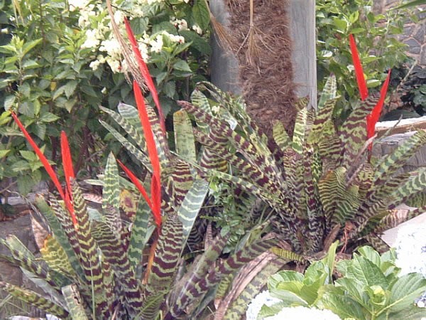 bromelia zebra como plantar