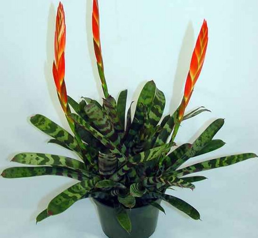 bromelia zebra