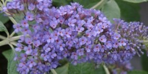 buddleia