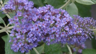 buddleia