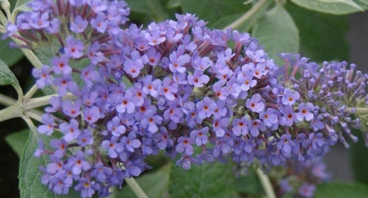 buddleia