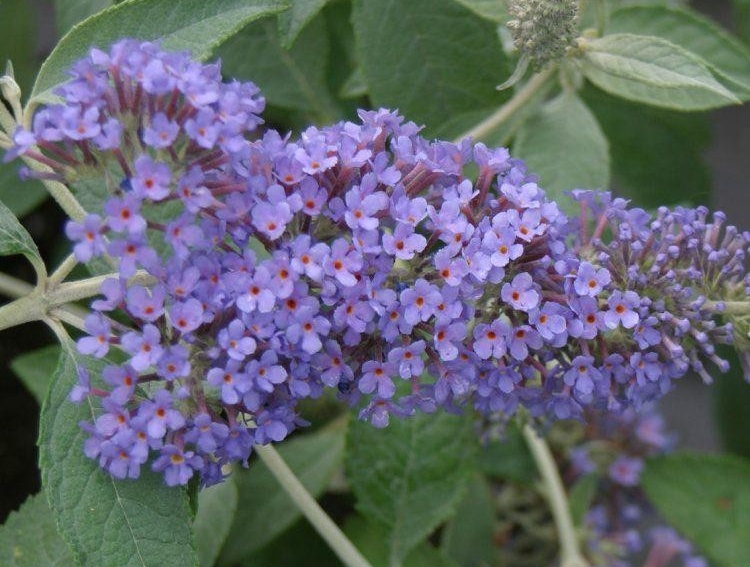 buddleia