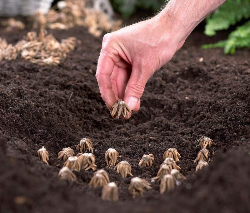 bulbos de fresia como plantar