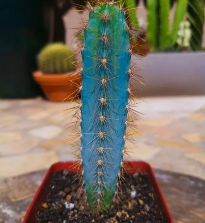 cacto azul