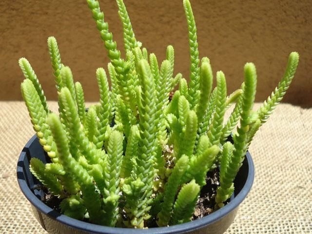 cacto crassula