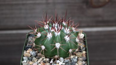 cacto melão como plantar