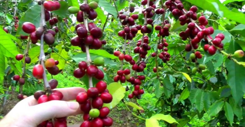 cafeeiro cultivo