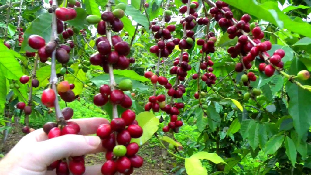 cafeeiro cultivo